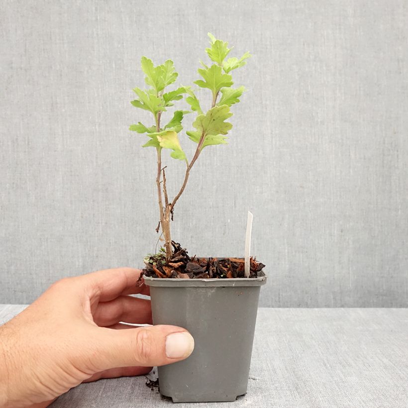 Exemplaar van Chrysanthemum indicum Cedie Mason - Tuinchrysant Kweekpotje van 8/9 cm zoals geleverd in de zomer