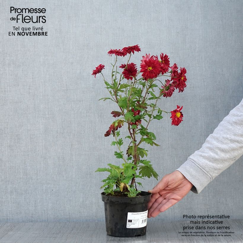 Exemplaar van Chrysanthemum indicum Cedie Mason - Tuinchrysant Pot van 2 l/3 l zoals geleverd in de herfst