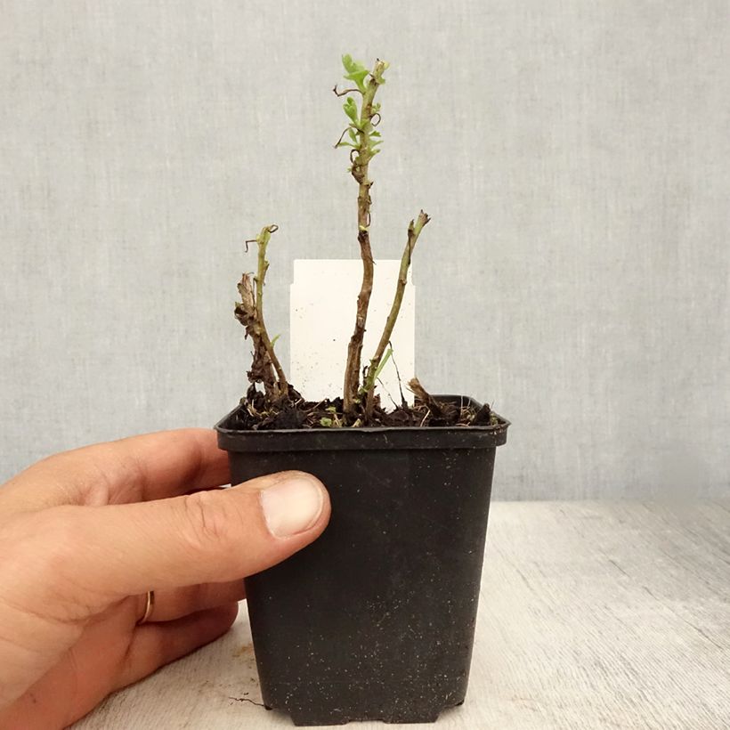 Exemplaar van Chrysanthemum indicum Citronella - Tuinchrysant Kweekpotje van 8/9 cm zoals geleverd in de zomer