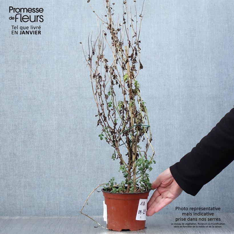 Exemplaar van Chrysanthème des jardins Cottage Apricot - Chrysanthemum indicum Pot de 2L/3L zoals geleverd in de winter