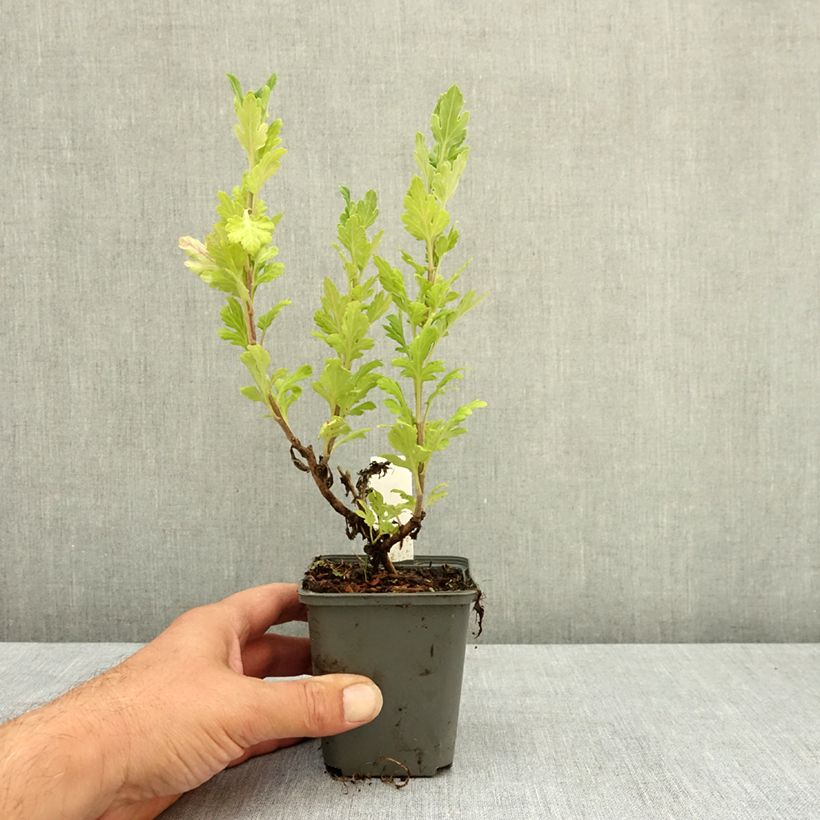 Exemplaar van Chrysanthemum indicum Goldmarianne - Tuinchrysant Kweekpotje van 8/9 cm zoals geleverd in de zomer