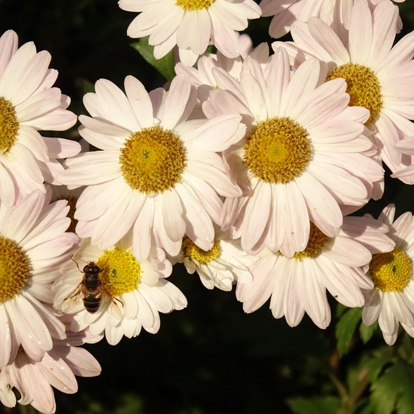 Chrysanthemum koreanum Hebe - Tuinchrysant (Bloei)