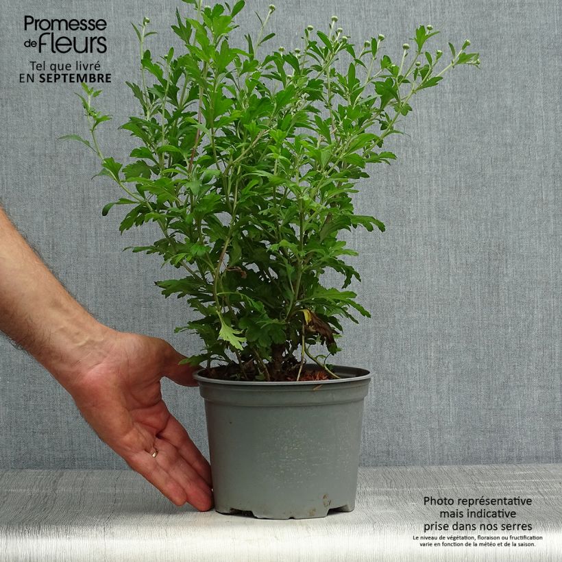 Exemplaar van Chrysanthemum koreanum Hebe - Tuinchrysant Pot van 2 l/3 l zoals geleverd in de herfst