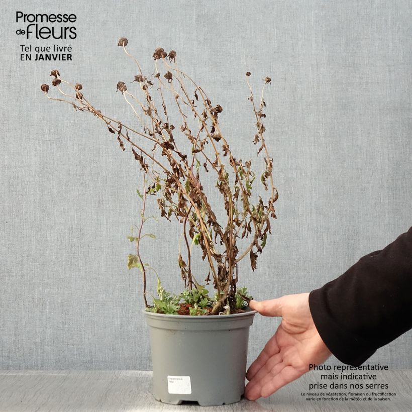 Exemplaar van Chrysanthemum koreanum Hebe - Tuinchrysant Pot van 2 l/3 l zoals geleverd in de winter