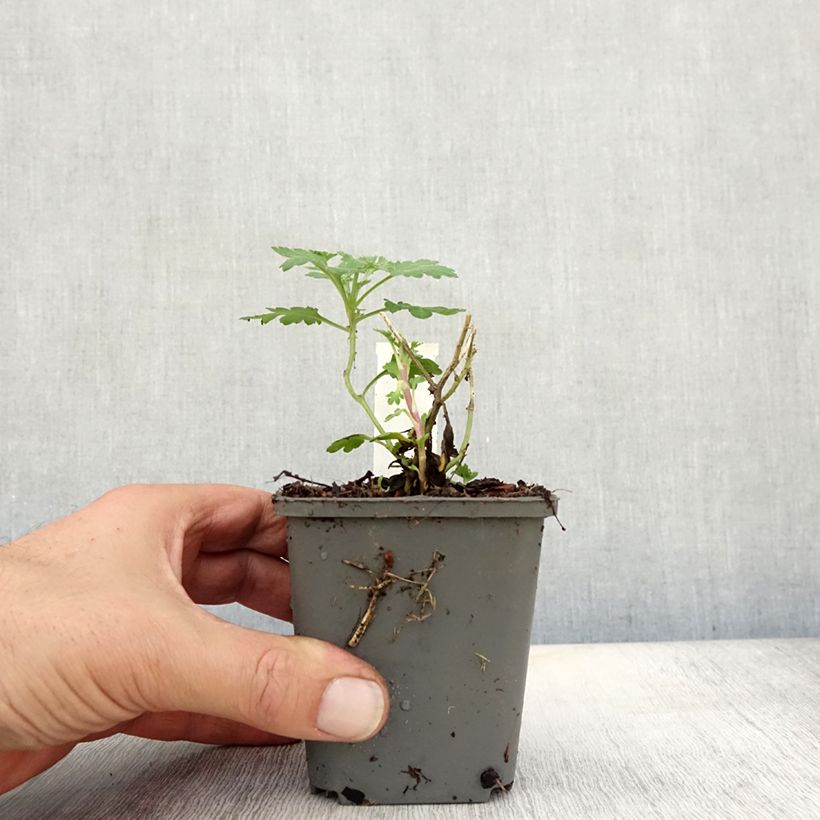 Exemplaar van Chrysanthemum indicum Julia - Tuinchrysant Kweekpotje van 8/9 cm zoals geleverd in de herfst