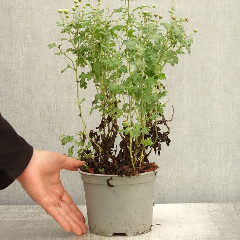 Exemplaar van Chrysanthemum indicum Julia - Tuinchrysant Pot van 2 l/3 l zoals geleverd in de herfst
