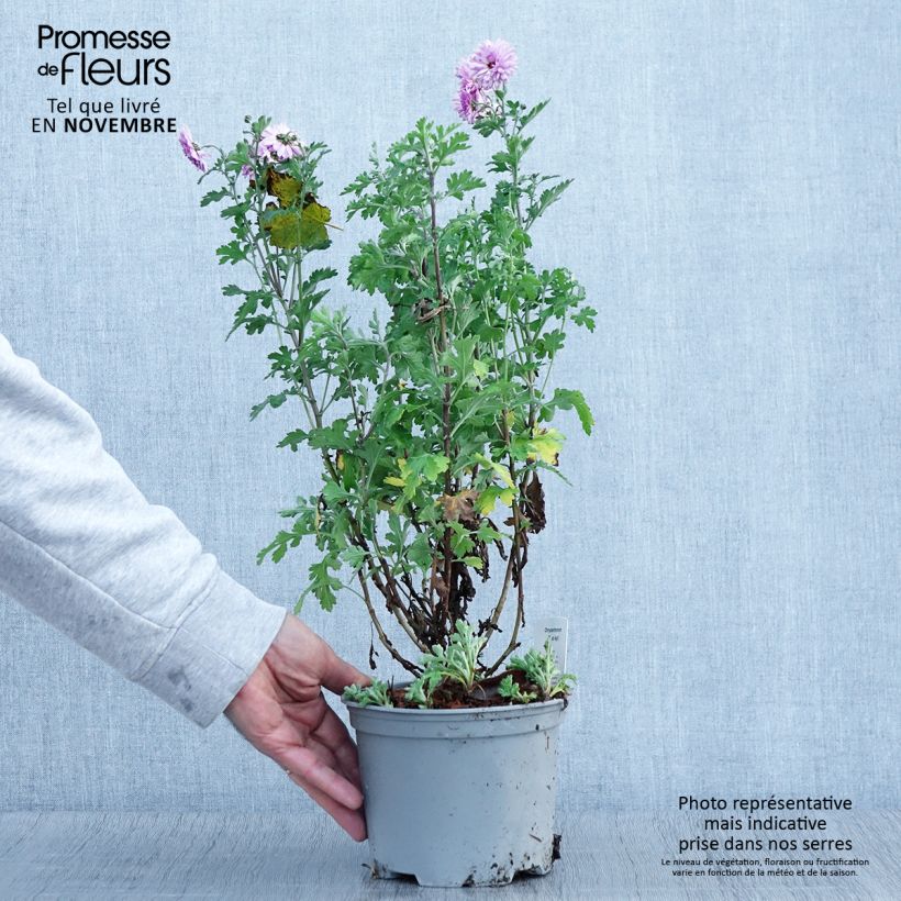 Exemplaar van Chrysanthème des jardins Mei Kyo - Chrysanthemum indicum Pot de 2L/3L zoals geleverd in de herfst