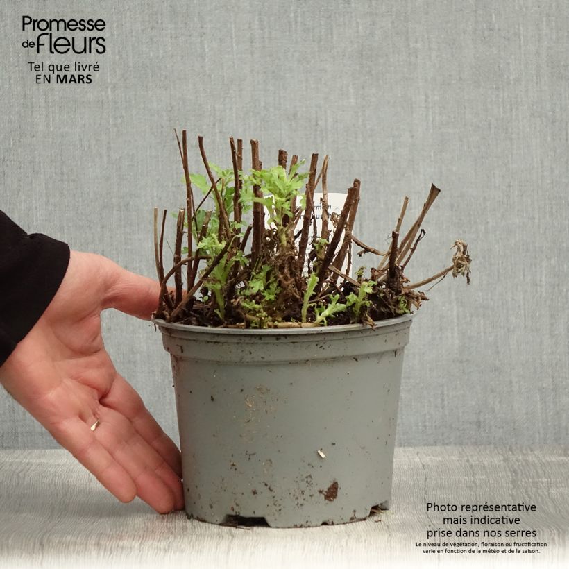 Exemplaar van Chrysanthemum indicum Nantyderry Sunshine - Tuinchrysant Pot van 2 l/3 l zoals geleverd in de lente