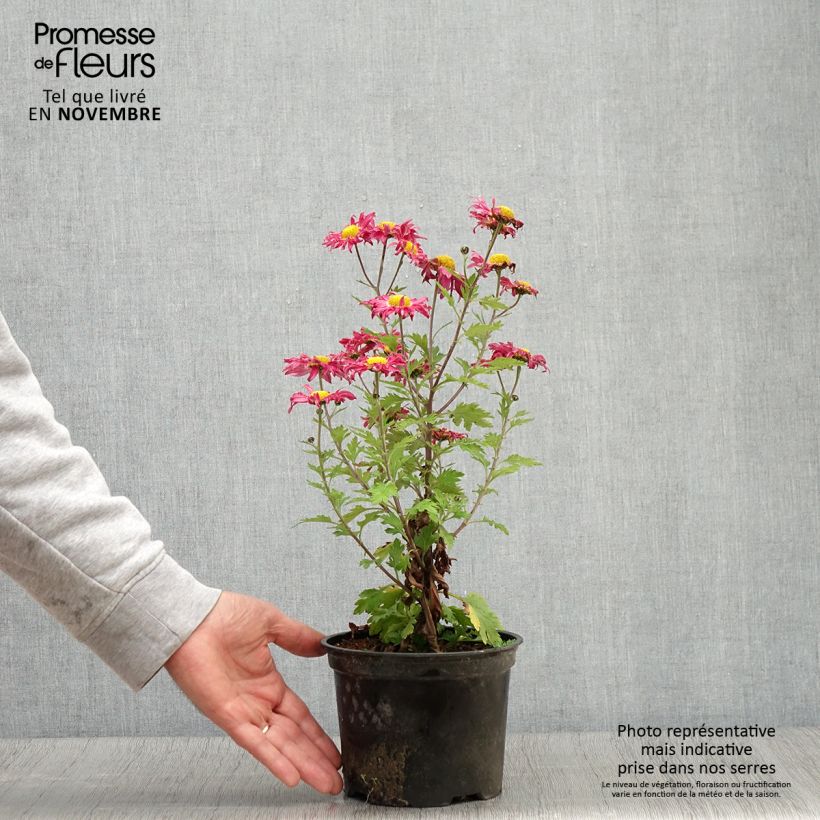 Exemplaar van Chrysanthème des jardins Oury - Chrysanthemum indicum Pot de 2L/3L zoals geleverd in de herfst