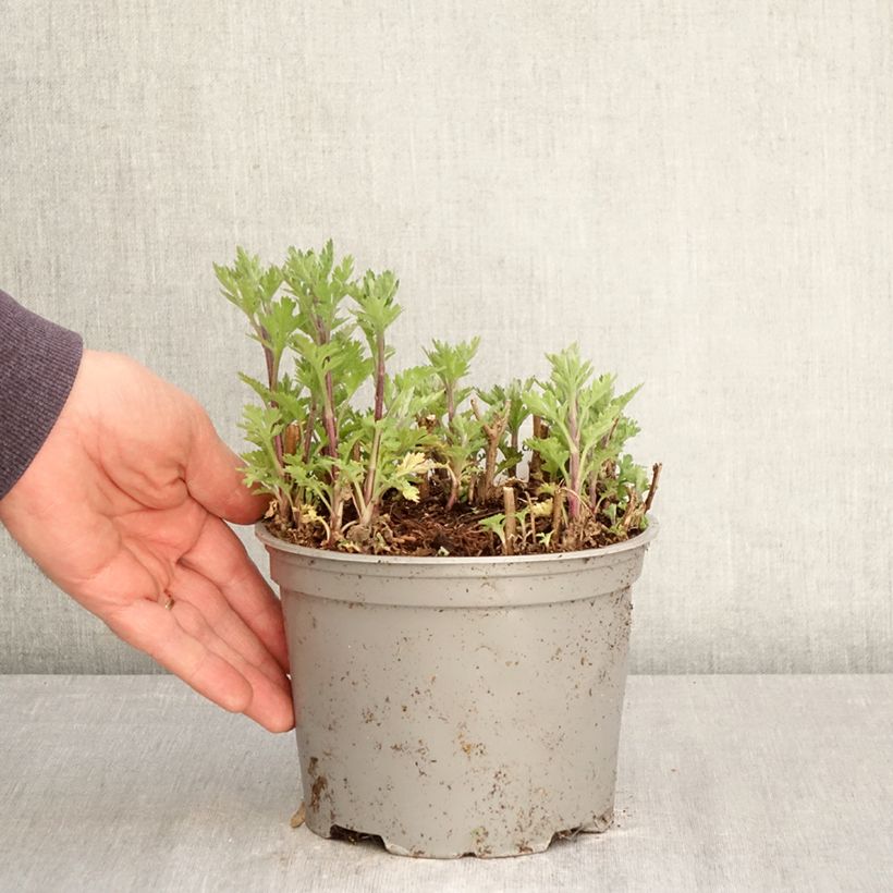Exemplaar van Chrysanthemum indicum Rehauge - Tuinchrysant Pot van 2 l/3 l zoals geleverd in de lente