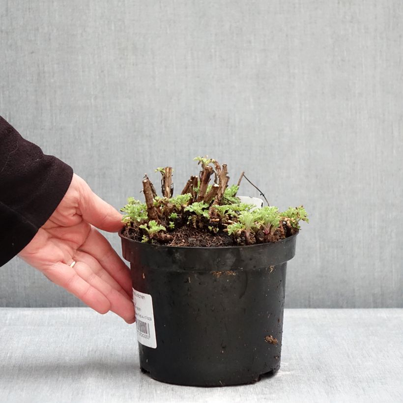 Exemplaar van Chrysanthemum indicum Rotes Julchen - Tuinchrysant Pot van 2 l/3 l zoals geleverd in de winter