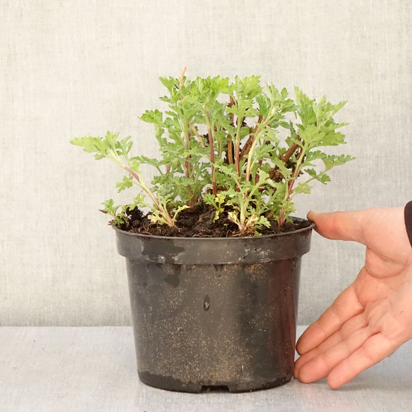Exemplaar van Chrysanthemum indicum Rotes Julchen - Tuinchrysant Pot van 2 l/3 l zoals geleverd in de lente