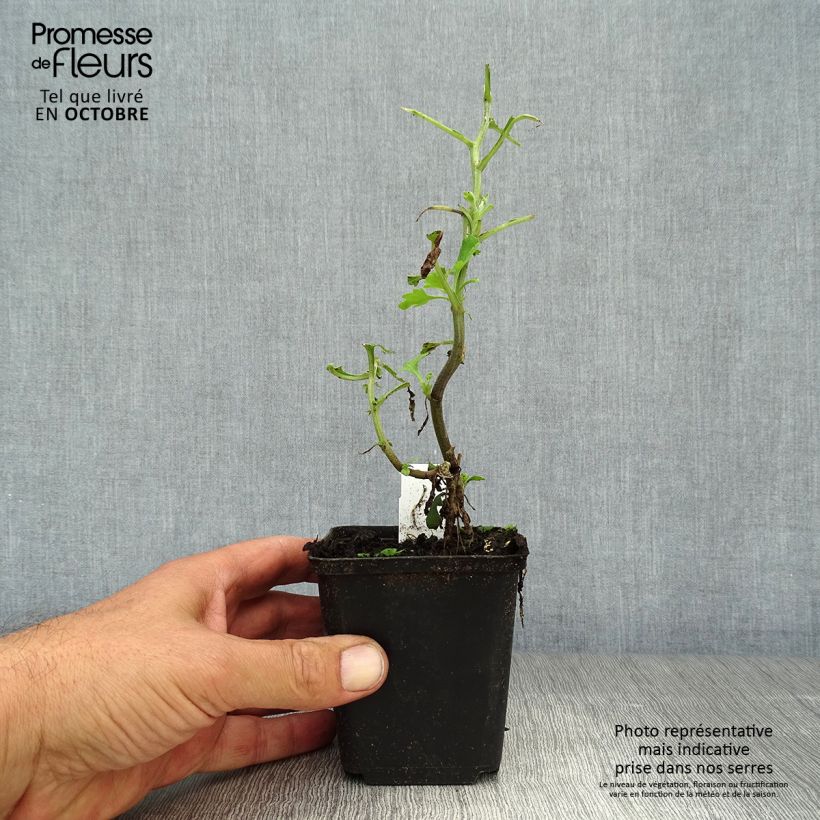 Exemplaar van Chrysanthemum indicum Brennpunkt - Chrysant Kweekpotje van 8/9 cm zoals geleverd in de herfst