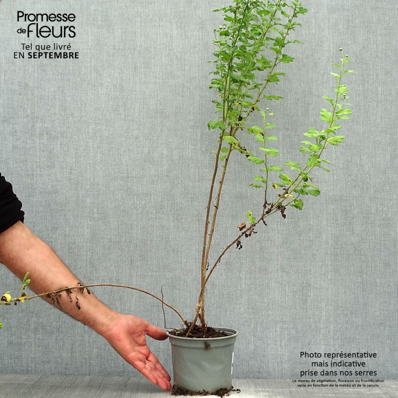 Exemplaar van Chrysanthemum indicum Poésie - Chrysant Pot van 2 l/3 l zoals geleverd in de herfst