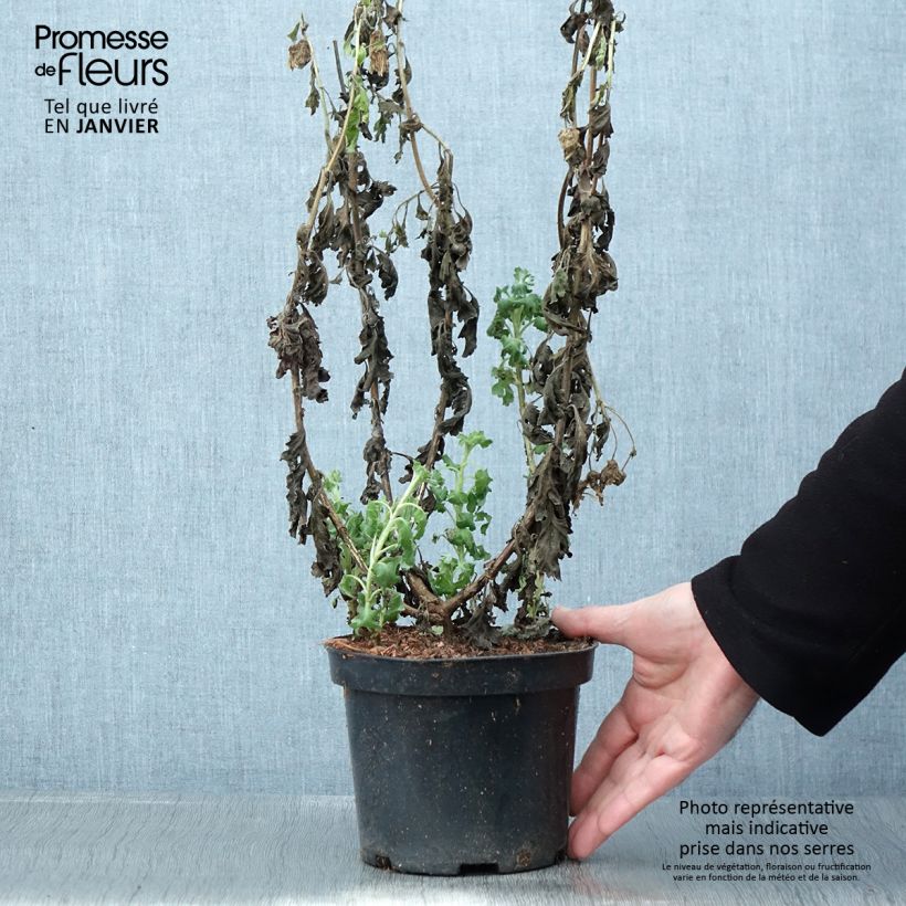 Exemplaar van Chrysanthème indicum Poésie - Marguerite d'automne Pot de 2L/3L zoals geleverd in de winter