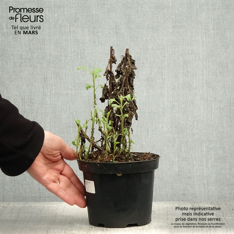 Exemplaar van Chrysanthemum indicum Poésie - Chrysant Pot van 2 l/3 l zoals geleverd in de lente