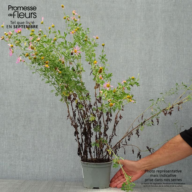 Exemplaar van Chrysanthemum rubellum Clara Curtis - Herfstchrysant Pot van 2 l/3 l zoals geleverd in de herfst