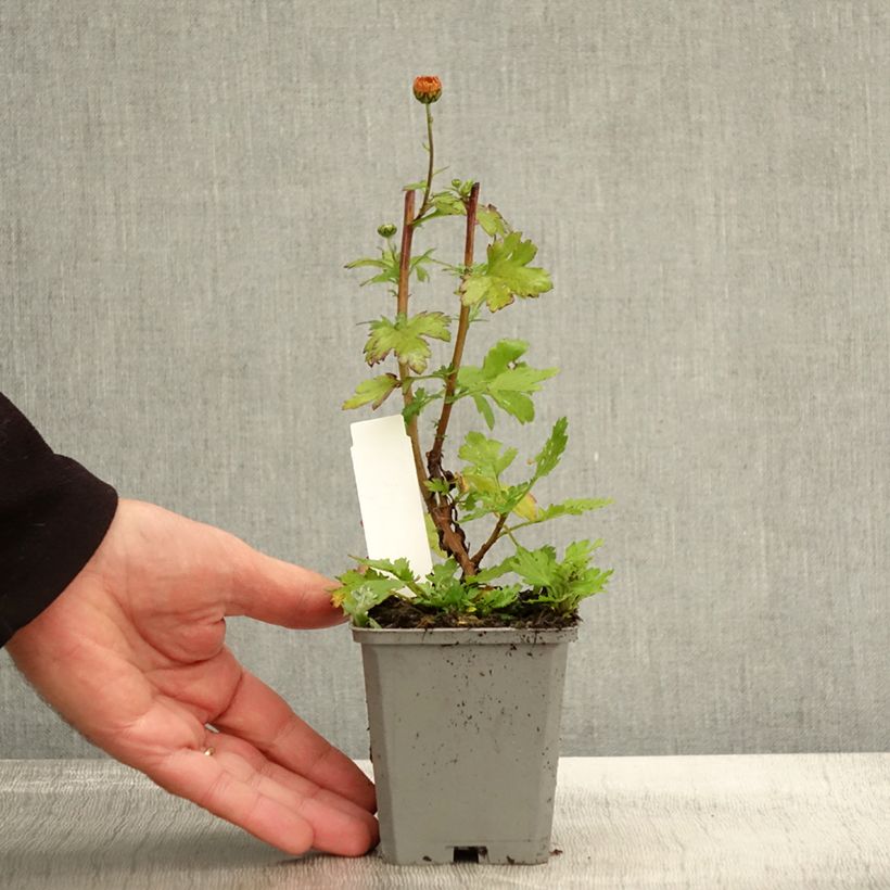 Exemplaar van Chrysanthemum rubellum - Herfstchrysant Kweekpotje van 8/9 cm zoals geleverd in de herfst