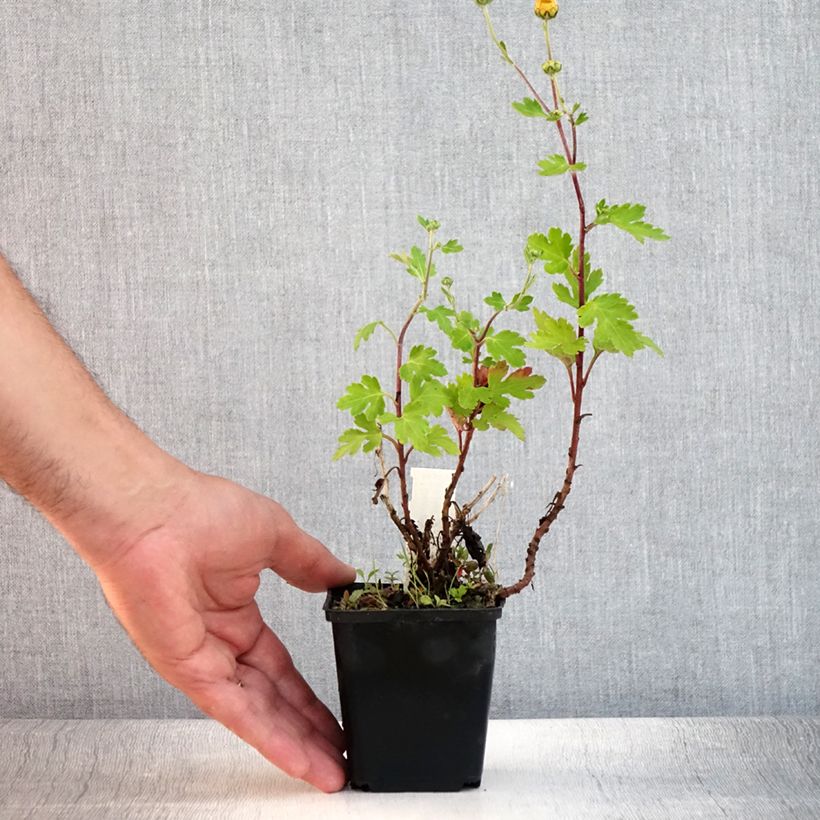 Exemplaar van Chrysanthemum rubellum - Herfstchrysant Kweekpotje van 8/9 cm zoals geleverd in de zomer