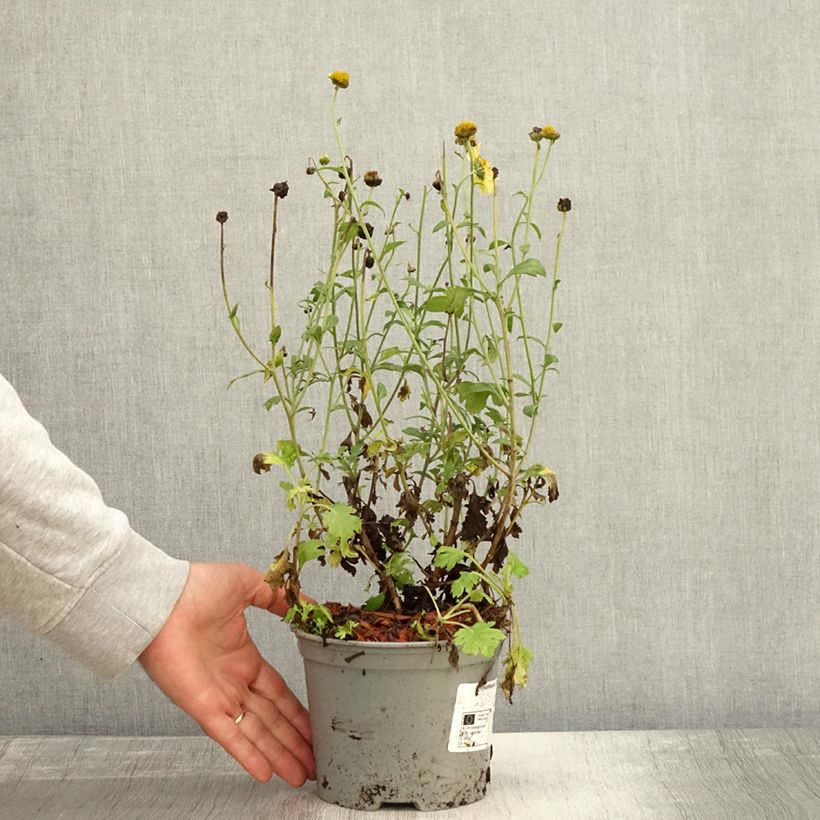 Exemplaar van Chrysanthème rubellum Dernier Soleil - Marguerite d'automne. Pot de 2L/3L zoals geleverd in de herfst