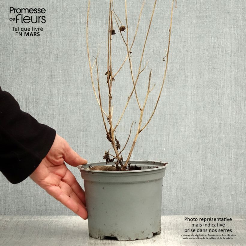 Exemplaar van Chrysanthemum rubellum - Herfstchrysant Pot van 2 l/3 l zoals geleverd in de lente