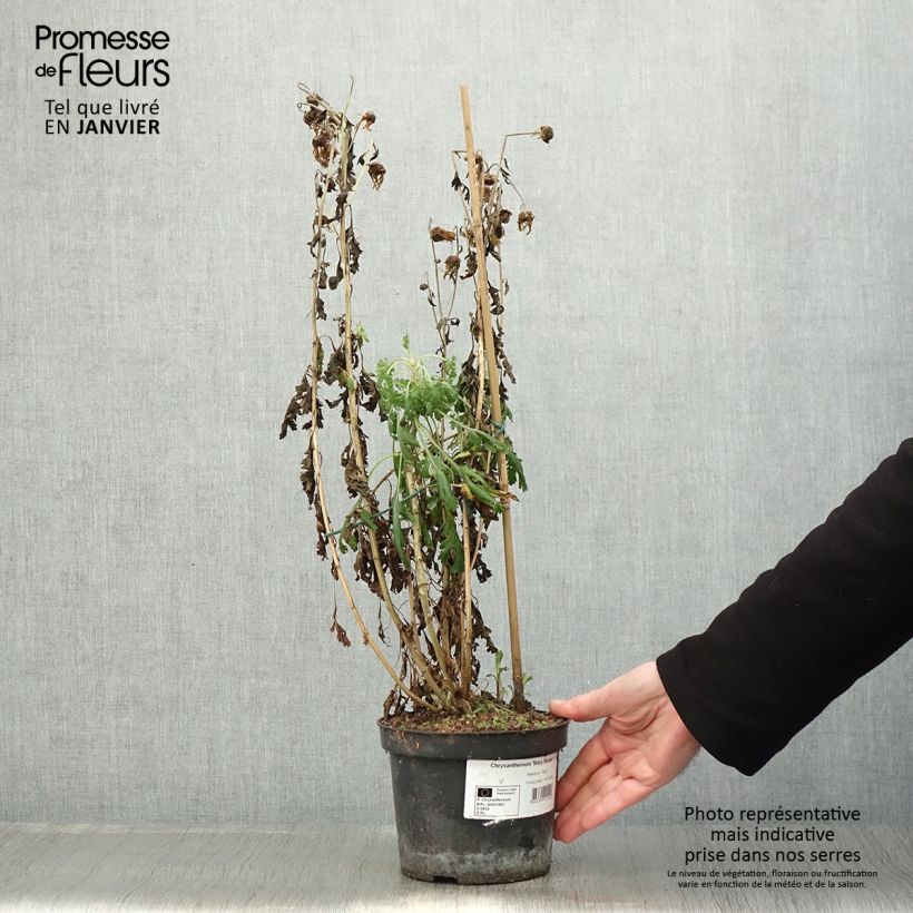 Exemplaar van Chrysanthème rubellum Mary Stoker - Marguerite d'automne Pot de 2L/3L zoals geleverd in de winter