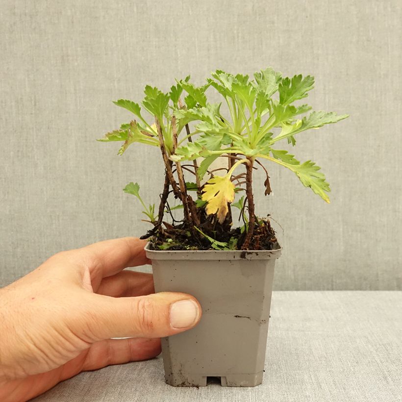 Exemplaar van Chrysanthemum arcticum Roseum - Wormkruid roze Kweekpotje van 8/9 cm zoals geleverd in de zomer