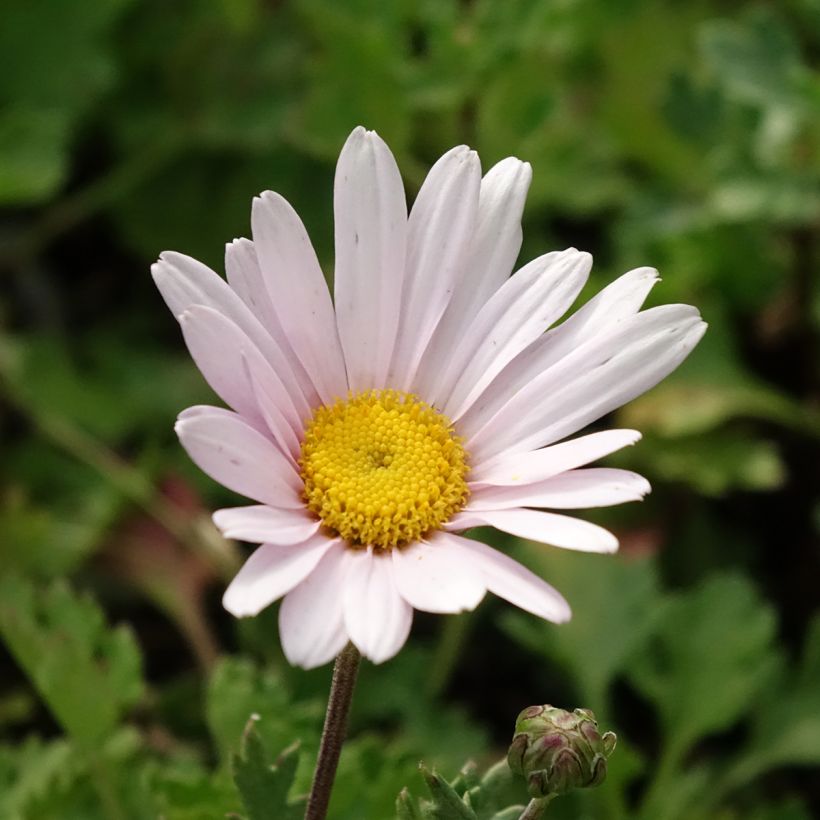 Chrysanthemum arcticum Roseum - Wormkruid roze (Bloei)
