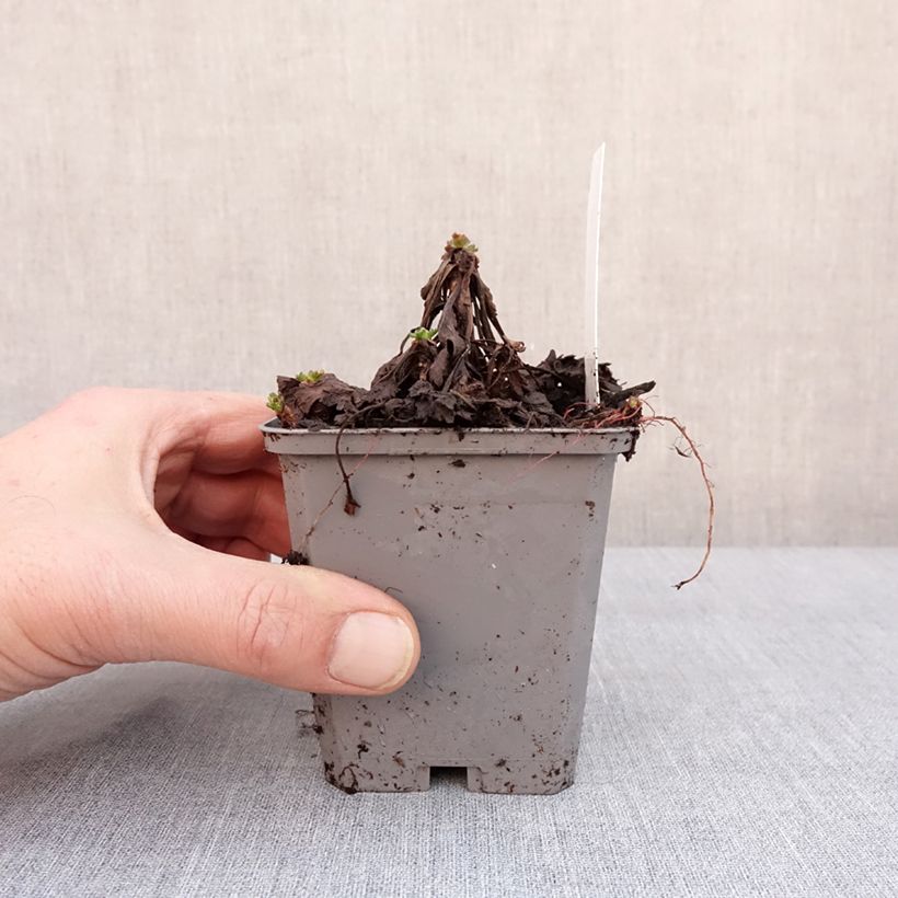 Exemplaar van Chrysanthemum arcticum Roseum, Marguerite Godet de 8/9 cm zoals geleverd in de winter