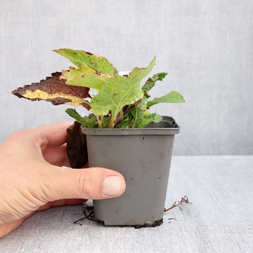 Exemplaar van Chrysogonum virginianum - geelster Kweekpotje van 8/9 cm zoals geleverd in de herfst