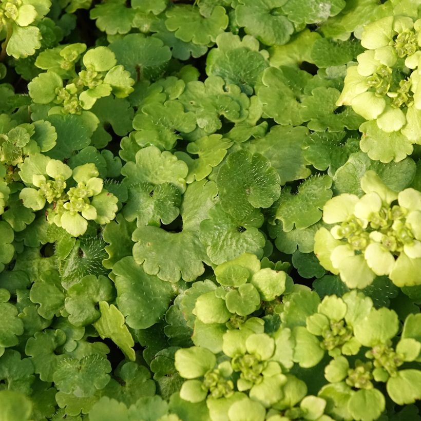 Chrysosplenium alternifolium - Verspreidbladig goudveil (Blad)