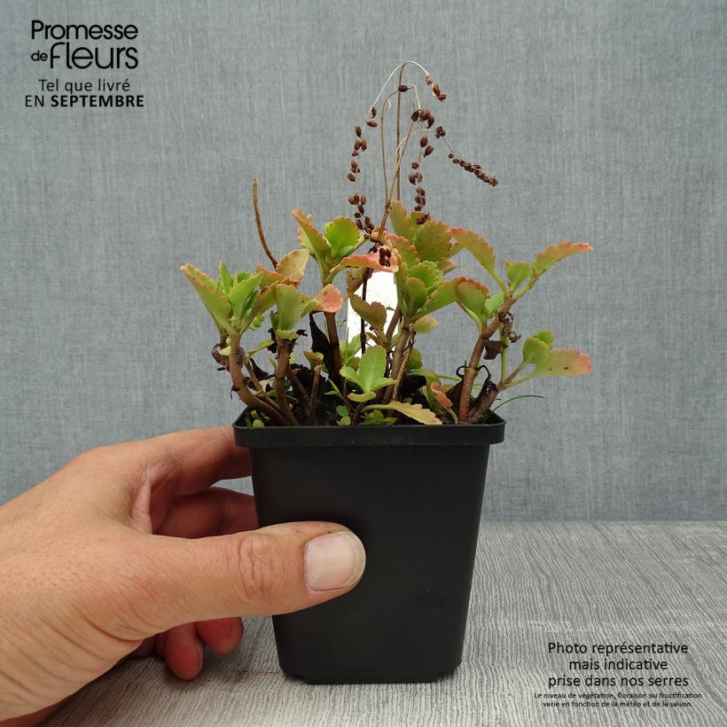 Exemplaar van Chrysosplenium oppositifolium - Paarbladig goudveil Kweekpotje van 8/9 cm zoals geleverd in de herfst