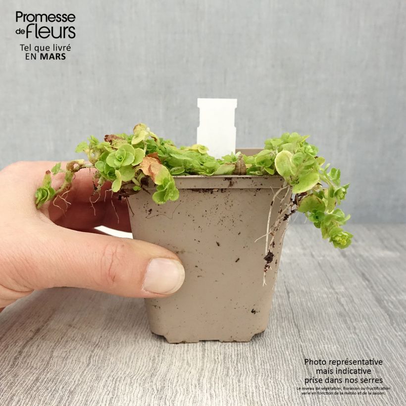 Exemplaar van Chrysosplenium oppositifolium - Paarbladig goudveil Kweekpotje van 8/9 cm zoals geleverd in de lente