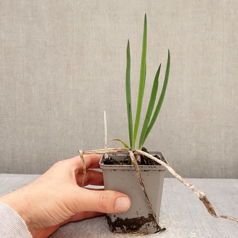 Exemplaar van Lente-ui - Allium fistulosum - Allium fistulosum Kweekpotje van 8/9 cm kaliber I zoals geleverd in de winter