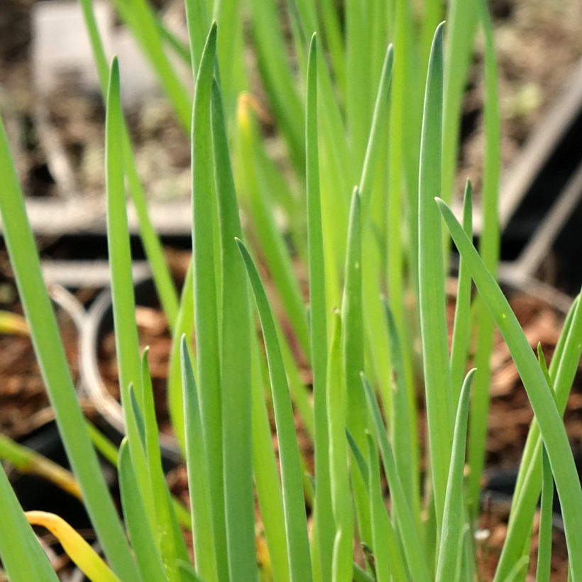 Lente-ui - Allium fistulosum - Allium fistulosum (Blad)