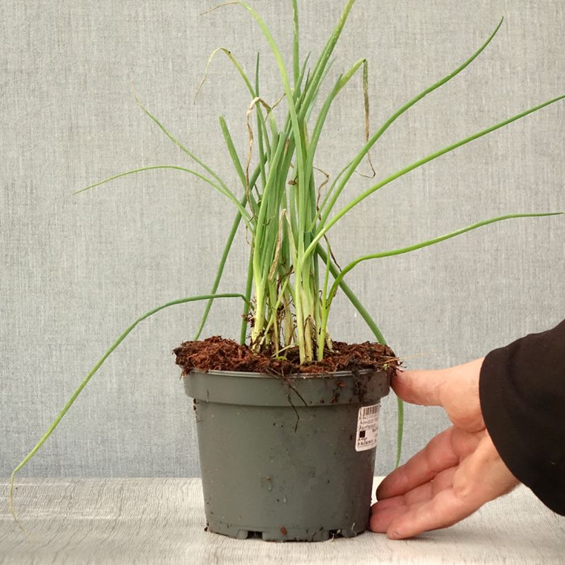 Exemplaar van Lente-ui - Allium fistulosum - Allium fistulosum Pot van 1,5 l/2 l zoals geleverd in de herfst