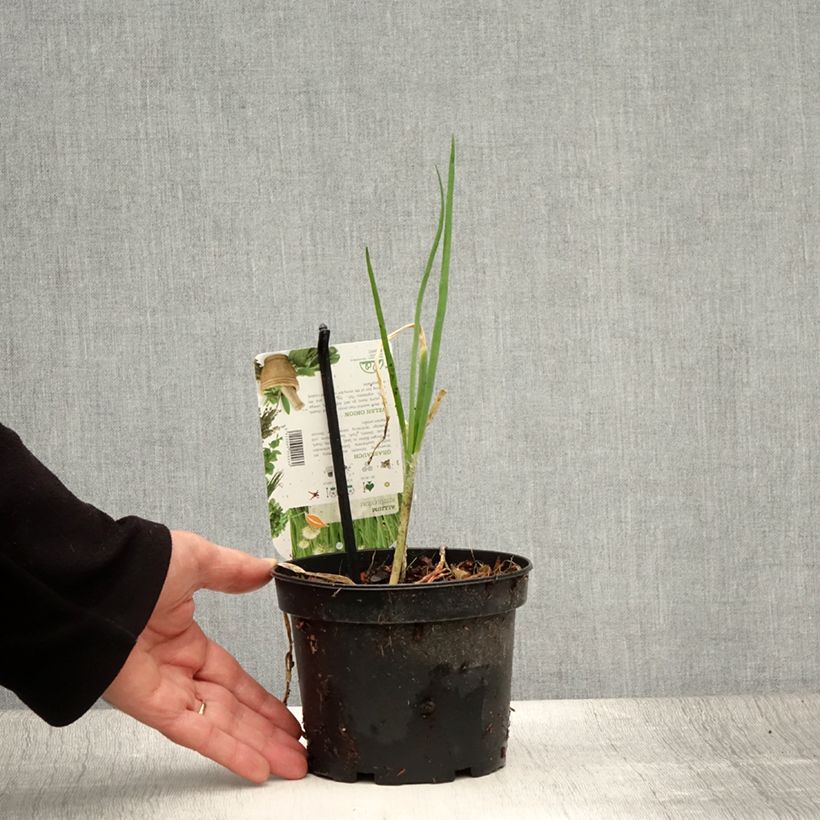 Exemplaar van Lente-ui - Allium fistulosum - Allium fistulosum Pot van 1,5 l/2 l zoals geleverd in de zomer