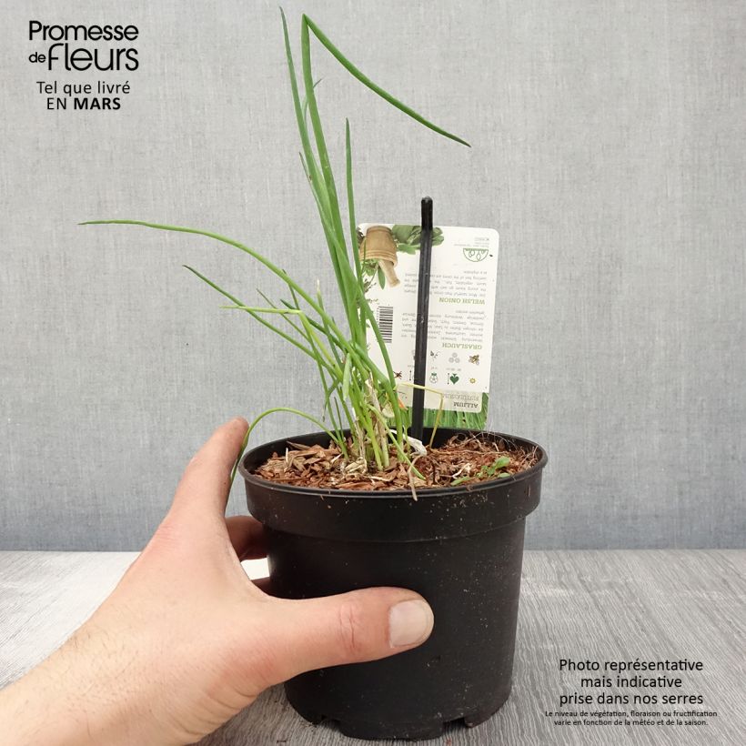 Exemplaar van Lente-ui - Allium fistulosum - Allium fistulosum Pot van 1,5 l/2 l zoals geleverd in de lente