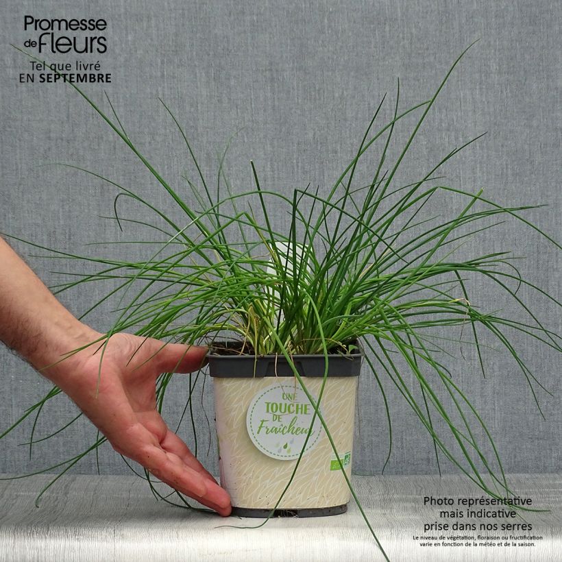 Exemplaar van Bieslook BIO - Allium schoenoprasum (pootgoed) Pot van 2 l/3 l zoals geleverd in de herfst