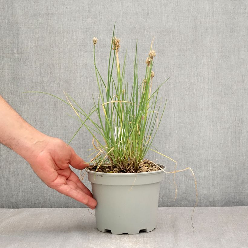 Exemplaar van Bieslook BIO - Allium schoenoprasum (pootgoed) Pot van 2 l/3 l zoals geleverd in de zomer