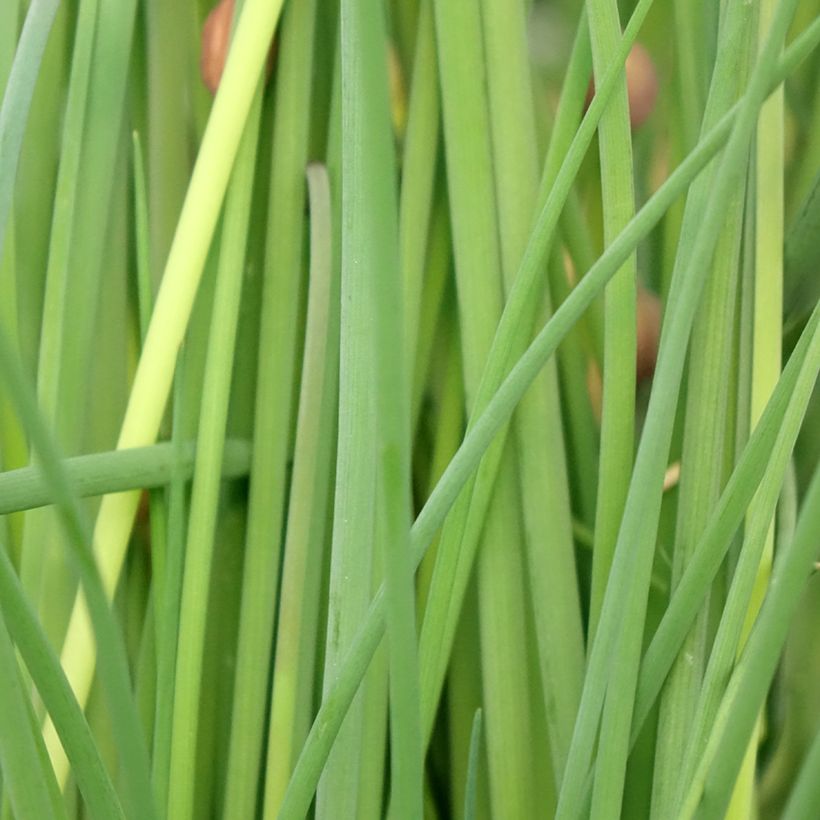 Bieslook BIO - Allium schoenoprasum (pootgoed) (Blad)