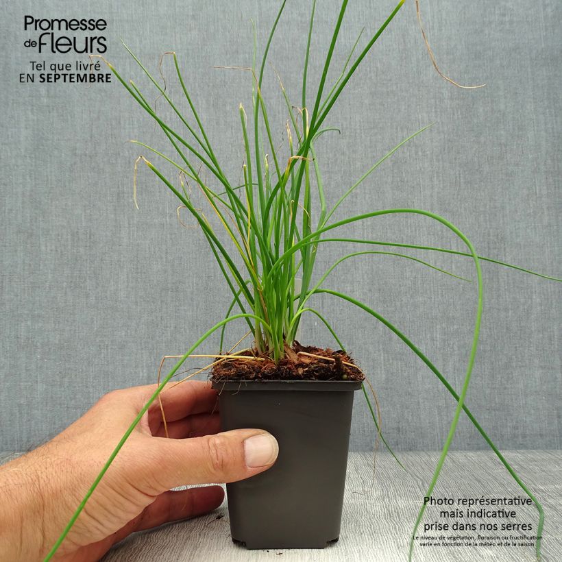 Exemplaar van Allium schoenoprasum Rising Star - Bieslook Kweekpotje van 8/9 cm zoals geleverd in de herfst