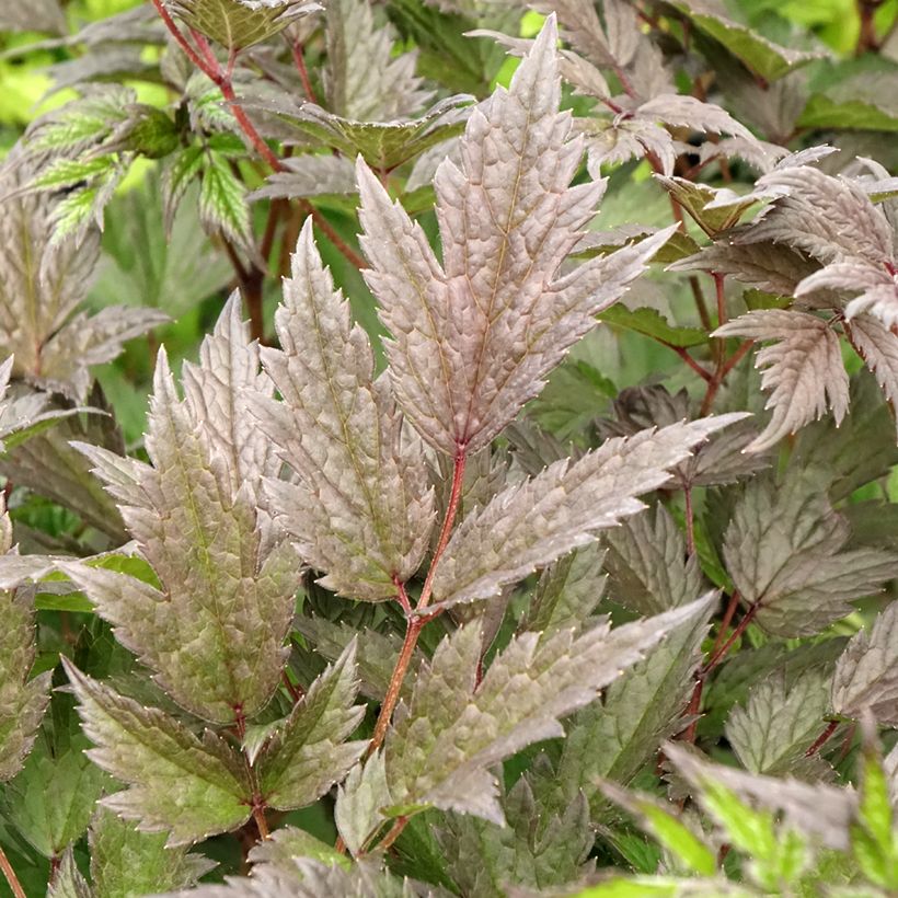 Actaea ramosa Queen of Sheba - Zilverkaars (Blad)
