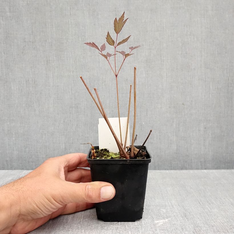 Exemplaar van Actaea ramosa Queen of Sheba - Zilverkaars Kweekpotje van 8/9 cm zoals geleverd in de herfst