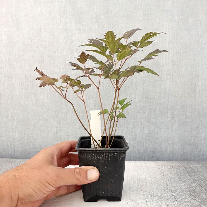 Exemplaar van Actaea ramosa Queen of Sheba - Zilverkaars Kweekpotje van 8/9 cm zoals geleverd in de zomer