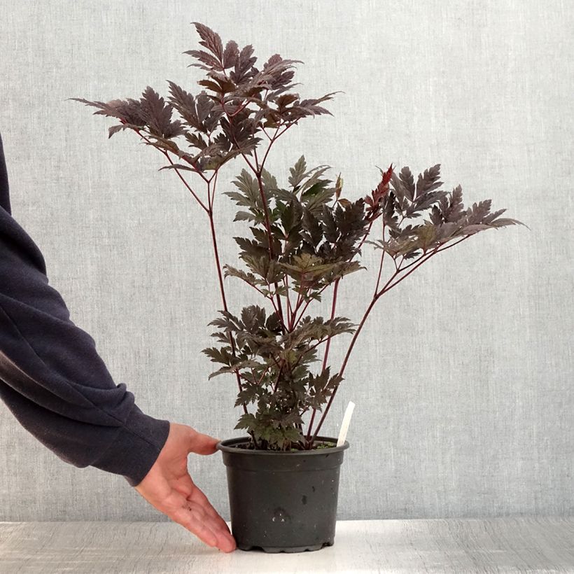 Exemplaar van Actaea simplex Atropurpurea - Zilverkaars Pot van 2 l/3 l zoals geleverd in de zomer