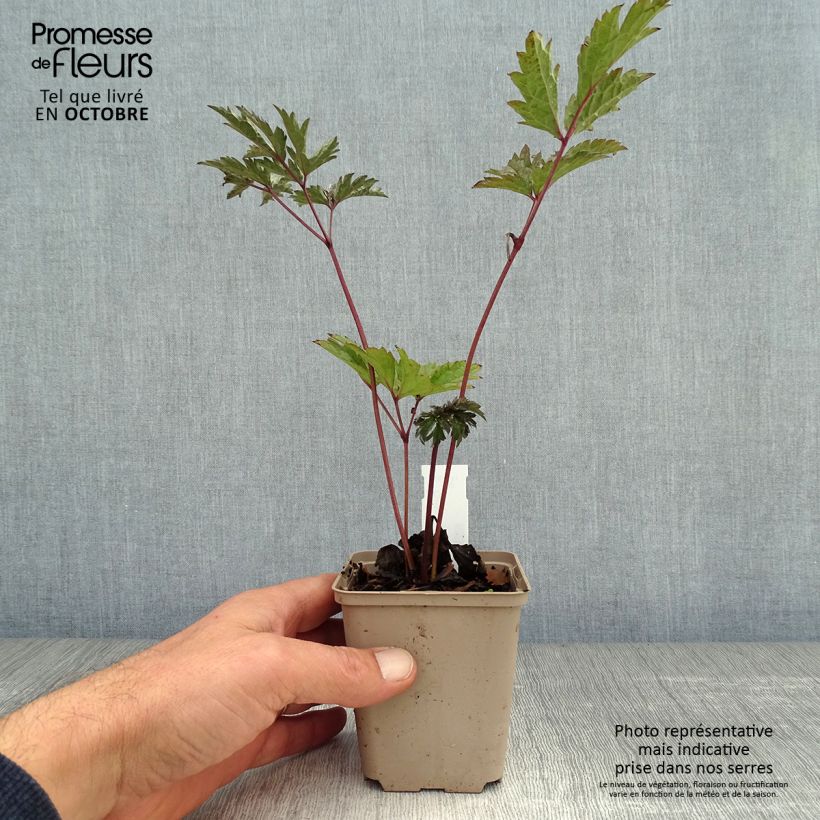 Exemplaar van Actaea simplex Brunette - Zilverkaars Kweekpotje van 8/9 cm zoals geleverd in de herfst