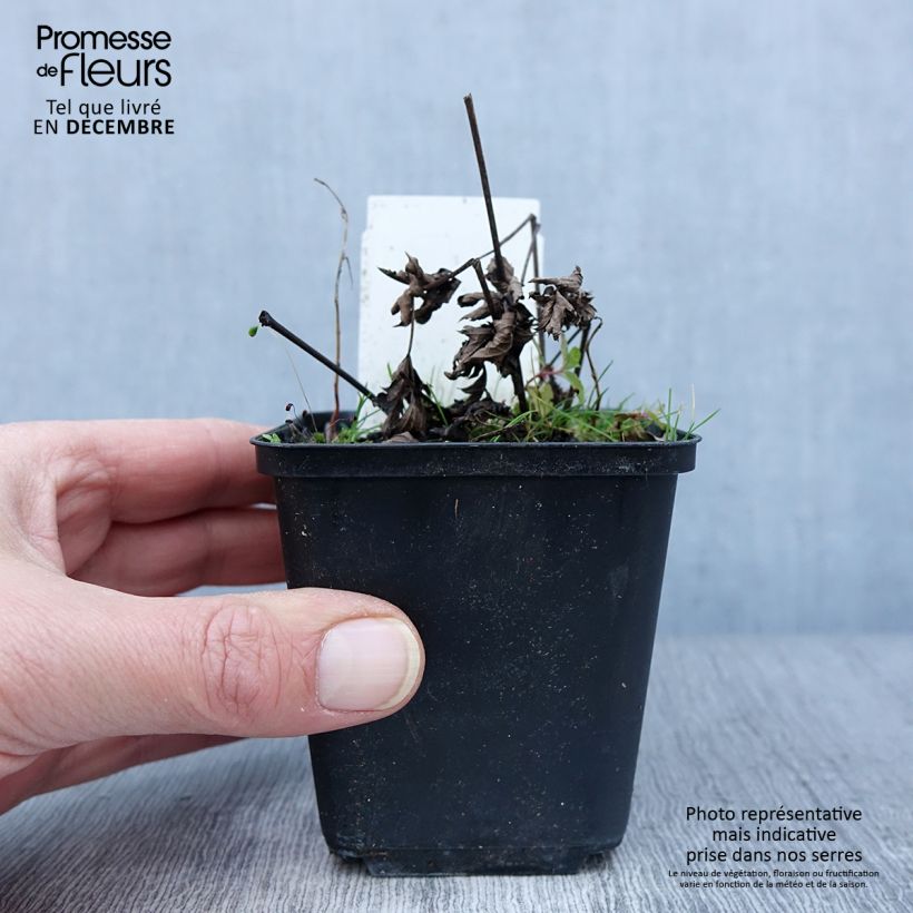 Exemplaar van Actaea simplex Chocoholic - Zilverkaars Kweekpotje van 8/9 cm zoals geleverd in de herfst