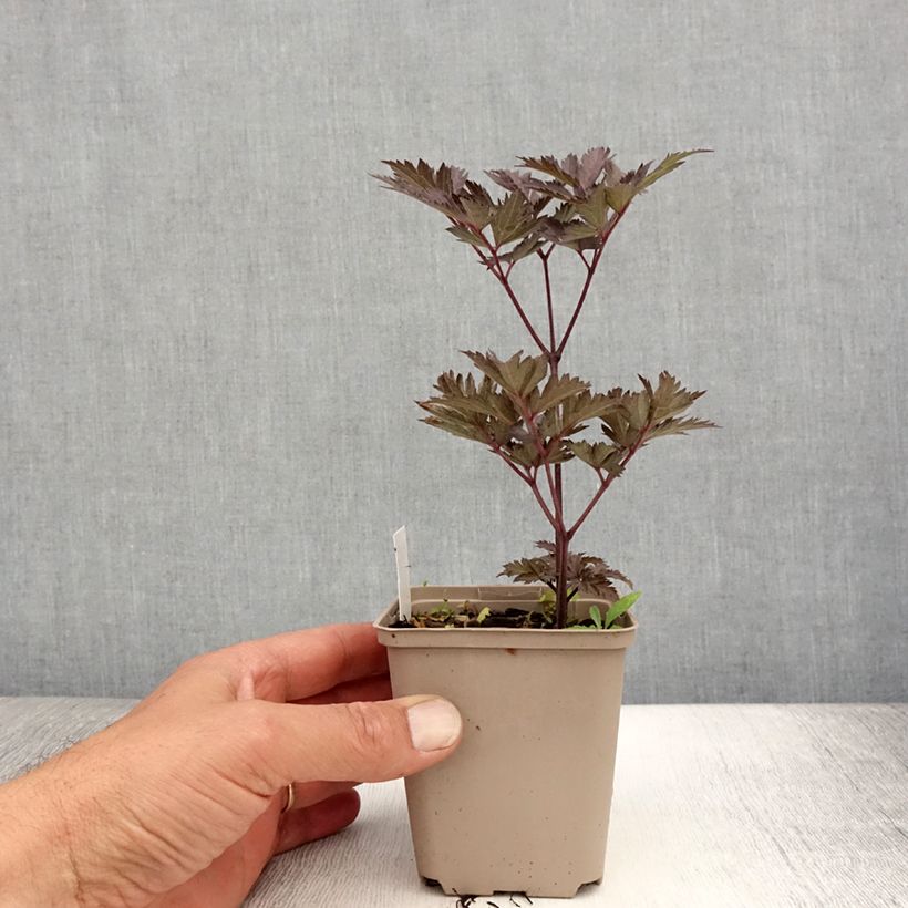 Exemplaar van Actaea simplex Chocoholic - Zilverkaars Kweekpotje van 8/9 cm zoals geleverd in de zomer