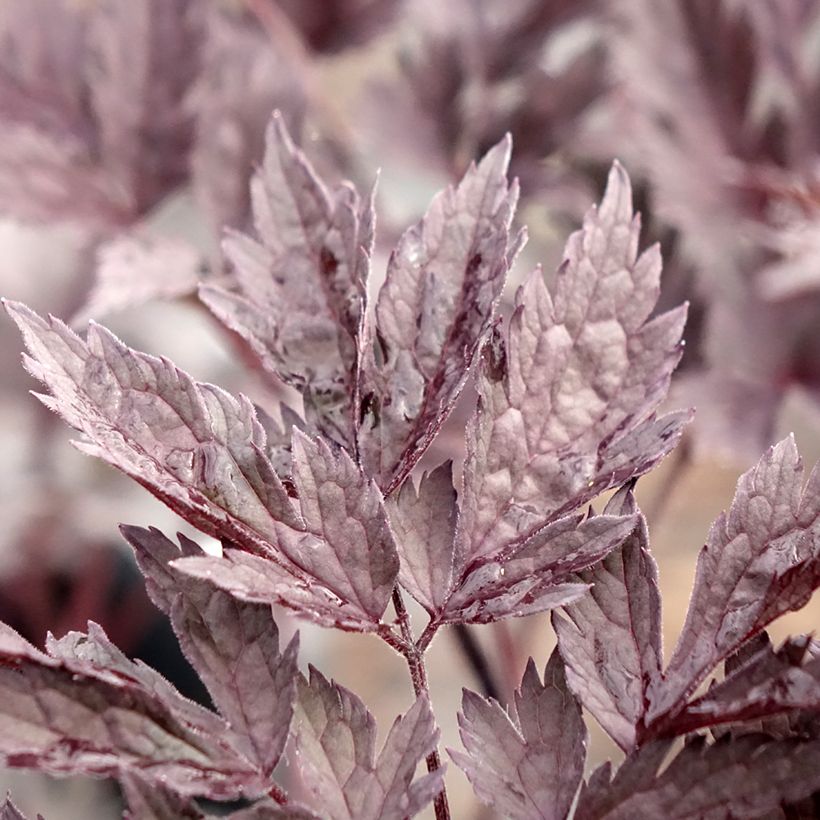 Actaea simplex Chocoholic - Zilverkaars (Blad)